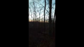 #72. Sunset In Woods! by AleshaPeterson